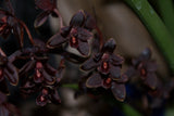 40 Seeds Per Pack - Black Cymbidium