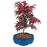 20 Seeds Per Pack - Japanese Red Maple Bonsai Tree