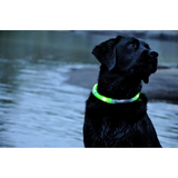 Safety Pet Collar With LED And Printed Design By Project Pet Lovers Club