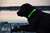 Safety Pet Collar With LED And Printed Design By I Love Dogs Society