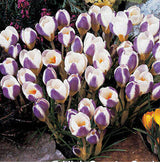 20 Seeds Per Pack - Saffron Crocus Seeds