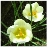20 Seeds Per Pack - Saffron Crocus Seeds