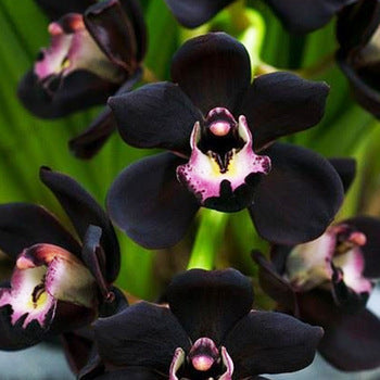 40 Seeds Per Pack - Black Cymbidium